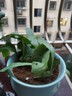 小葉曇花盆栽帶花苞鮮花花卉植物陽(yáng)臺室內花苗好養活四季耐陰綠植 約20cm長(cháng)曇花+粉青617瓷盆 帶盆栽好 曬單實(shí)拍圖