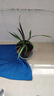 種花迷御春閣綠植盆栽室內陽(yáng)臺苗木室內盆栽垂吊花卉植物花卉盆栽 青葉吊蘭整盆苗3-5棵 曬單實(shí)拍圖