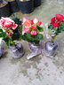 家中有果室內花卉綠植玫瑰海棠盆栽麗格海棠花苗重瓣四季開(kāi)花 橘色【帶花】 不含盆 曬單實(shí)拍圖