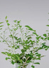 臨雅水培植物九里香盆栽桌面驅蚊綠植室內茉莉鮮花水養花卉懶人四季開(kāi) 九里香【40-50】cm*1株 曬單實(shí)拍圖