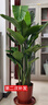 臨雅特級天堂鳥(niǎo)盆栽大型辦公室內客廳書(shū)房新房高級感大葉綠植物吸甲醛 【旗艦款】天堂鳥(niǎo)1.4-1.6米+白色圓柱盆 曬單實(shí)拍圖