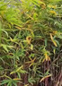 強力除草劑爛根除雜草三年不長(cháng)草除竹子大樹(shù)草一用死爛根型專(zhuān)用藥 買(mǎi)2送1【強力除草特效藥】 曬單實(shí)拍圖