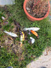 錦鯉魚(yú)活體觀(guān)賞魚(yú)活魚(yú)小型易養冷水淡水魚(yú)小魚(yú)苗錦鯉金魚(yú)好看錦鯉 13-15cm 六彩錦鯉套餐6條 曬單實(shí)拍圖