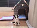 爪墅戶(hù)外狗屋防腐擋風(fēng)狗籠子戶(hù)外木制狗窩室外防雨保暖大型犬狗房子 【有門(mén)雙窗遮陽(yáng)款】木板升級加厚1.3cm XL【適用土狗中型犬】-94*77*89 曬單實(shí)拍圖