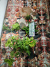 尼奧光 NEO-HELIOS魚缸燈水草燈LED燈S3proRGB植物光譜 13W新款尼奧S3pro+【高亮自然版雙倍亮度】 曬單實(shí)拍圖