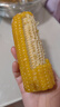 京鮮生東北黃玉米棒200g×8棒25年新玉米 真空黏玉米 多種包裝 源頭直發(fā) 曬單實(shí)拍圖