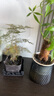 佰花錦文竹桌面盆栽新中式綠植辦公室客廳盆景茶臺臥室好養綠植花卉植物 【送方底座】文竹+pvc舍得盆+黑沙石鋪面 20-30cm 曬單實(shí)拍圖
