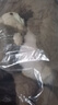 冬季小熊帽子兔毛圍巾圍脖一體騎車(chē)保暖加厚防寒護耳毛絨一體帽子 百搭卡其色（尖耳狐貍款） 普通款（帽子圍巾套裝） 1個(gè) 曬單實(shí)拍圖