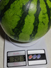河南超甜美都麒麟西瓜冰糖脆甜多汁新鮮大西瓜有籽無(wú)籽隨機發(fā) 西瓜 麒麟7-9斤 曬單實(shí)拍圖
