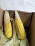 【云南高原玉米】現摘新鮮水果玉米新鮮甜玉米棒生鮮蔬菜可生吃 新鮮水果玉米 4斤 帶箱 300g起 曬單實(shí)拍圖