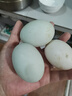 鴨蛋新鮮生鴨蛋土鴨蛋農家散養綠殼青皮鴨蛋整箱批發(fā) 10枚 60g-70g 曬單實(shí)拍圖