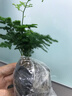 文竹盆栽綠植花卉盆景植物室內客廳水培文松云竹文竹大苗四季常青 文竹【1顆】原盆原土球發(fā)貨 高度15-25cm 曬單實(shí)拍圖