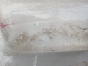觀(guān)賞黑殼蝦 除藻工具魚(yú)蝦  清潔蝦 黑殼蝦包活100只+送100備損共200 曬單實(shí)拍圖