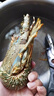 賣(mài)魚(yú)郎先生 印尼活凍小青龍蝦200-300g/只 超大龍蝦 花龍海鮮水產(chǎn)生鮮 蝦類(lèi) 曬單實(shí)拍圖
