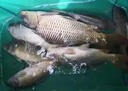 光GW威魚(yú)竿手竿大物竿龍神飛戟碳素超輕超硬19調湖庫鰱鳙臺釣竿巨物竿5.7m 大物版+竿稍+竿包其他 曬單實(shí)拍圖