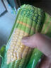 京鮮生【搜生鮮館】東北甜玉米粒50g*5袋 開(kāi)袋即食 源頭直發(fā) 曬單實(shí)拍圖