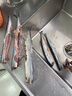 賣(mài)魚(yú)七郎大號秋刀魚(yú)2斤 新鮮海捕鮮活冷凍日料生鮮燒烤食材海鮮魚(yú)類(lèi) 曬單實(shí)拍圖