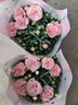帶花苞發(fā)貨 · 康乃馨盆栽 · 陽(yáng)臺室內花卉盆栽辦公室鮮花綠植 粉色康乃馨【帶花苞】 曬單實(shí)拍圖