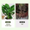 雙盟金鉆綠公主客廳辦公室綠植盆栽吸毒王吸甲醛三棵版早安盆源頭直發(fā) 曬單實(shí)拍圖