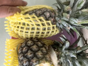 【海南直發(fā)】正宗海南金鉆鳳梨新鮮水果當季樹(shù)上熟芒果鳳梨 1粒裝單果400-650g 曬單實(shí)拍圖