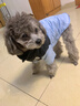 JCZS狗面棉服冬季寵物小狗狗棉衣服秋冬款小型犬泰迪比熊保暖加厚 邦迪藍(可牽引) XS(建議體重1-3斤) 曬單實(shí)拍圖