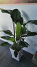 嘆為觀(guān)止大型植物發(fā)財樹(shù)各種大顆盆栽開(kāi)業(yè)喬遷客廳辦公室內好養大型花卉 天堂鳥(niǎo)【1.2-1.3米】 含盆 曬單實(shí)拍圖