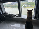 普安特寵物狗狗驅蟲(chóng)藥犬體內外同驅跳蚤犬虱非潑羅尼愛(ài)滴克+內驅 曬單實(shí)拍圖
