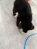 宜特（EETOYS）小號乳膠排球藍色狗狗玩具趣味發(fā)聲球逗狗神器互動(dòng)陪伴寵物用品 曬單實(shí)拍圖