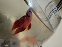 好養易活漂亮進(jìn)口寵物泰國斗魚(yú)活體觀(guān)賞魚(yú)淡水熱帶魚(yú)小型半月活魚(yú) 精品馬尾公1條 曬單實(shí)拍圖