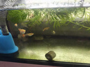 寵小俠孔雀魚(yú)活魚(yú)觀(guān)賞魚(yú)純種小型熱帶魚(yú)活體淡水好養耐活魚(yú)苗觀(guān)賞魚(yú)小魚(yú) 雜袍孔雀魚(yú)25條【20送5備損】 曬單實(shí)拍圖