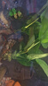 異景園魚(yú)缸水族箱造景水榕沉木活體水草淡水無(wú)土植物后景真水草凈水增氧 雙頭大葉榕沉木 曬單實(shí)拍圖