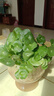 鑫干和銅錢(qián)草水培盆栽室內室外花卉金錢(qián)草綠植吸綠植花草植物 銅錢(qián)草【一盆不含盆約300株】帶葉 曬單實(shí)拍圖