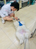 衛仕 寵物乳鈣片約400片 狗狗鈣片泰迪金毛幼犬鈣粉大型犬健骨補鈣 曬單實(shí)拍圖