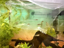 紅綠燈魚(yú)小型熱帶燈科魚(yú)活體草缸群游魚(yú)觀(guān)賞魚(yú)寶蓮燈斑馬魚(yú)孔雀魚(yú) 1.5cm長(cháng)尾櫻桃燈5條送1條備損 曬單實(shí)拍圖