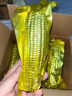 京鮮生東北黃玉米棒200g×8棒25年新玉米 真空黏玉米 多種包裝 源頭直發(fā) 曬單實(shí)拍圖