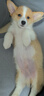 夢(mèng)茜兒（MEXEMINA）純種威爾士雙色柯基幼犬活體寵物狗狗雙血統三色柯基犬小短腿狗狗 寵物級 視頻挑選 公 曬單實(shí)拍圖
