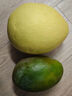 集南鮮 凱特芒果 四川攀枝花芒果當季大青皮黃皮大芒果新鮮水果整箱 含箱5斤  單果400g起  凈重4.5斤 曬單實(shí)拍圖