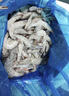 PHUKEY SEA生冷凍南美白對蝦 海鮮水產(chǎn) 凈重3斤 盒裝 （41-50只/KG） 曬單實(shí)拍圖