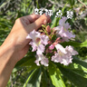 美廚（maxcook）蒸架鍋架 304不銹鋼蒸格蒸片蒸盤(pán) 蒸菜架蒸籠20cm MCWA5401 曬單實(shí)拍圖