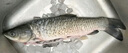 鮮活放心草魚(yú)1-1.25kg/條 曬單實(shí)拍圖