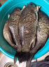 過(guò)江風(fēng)釣魚(yú)餌料誘魚(yú)劑鯽魚(yú)鯉魚(yú)專(zhuān)用餌料野釣黑坑濃腥正品通殺魚(yú)餌 一包【自帶開(kāi)餌水】 曬單實(shí)拍圖