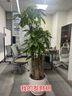 仙植緣【2小時(shí)同城配送】2米大型發(fā)財樹(shù)盆栽綠植辦公室客廳開(kāi)業(yè)喬遷送禮 |約1.75米|步步高發(fā)財樹(shù)|白瓷盆 專(zhuān)車(chē)送貨 更快更好 曬單實(shí)拍圖