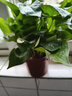 特價(jià)綠蘿盆栽室內客廳辦公室吸甲醛凈化空氣水培植物綠植花卉好養 【1盆】綠蘿+早安吸水盆 整體含盆高度20-25cm 曬單實(shí)拍圖