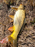 佳釣尼（JIADIAONI）無(wú)二輕狂輕量大物竿釣魚(yú)竿28調青鱘鰱鳙魚(yú)竿手竿超輕硬高碳手桿 7.2m 無(wú)二輕狂 熱銷(xiāo)款 曬單實(shí)拍圖