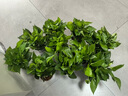 雙盟綠蘿盆栽除甲醛花卉綠植辦公室新房?jì)艋諝?120款10盆源頭直發(fā) 曬單實(shí)拍圖