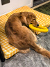 瘋狂小狗中大型犬狗糧成幼犬10kg寵物金毛彩虹魔方牛肉&青口貝犬糧20斤 曬單實(shí)拍圖