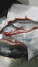 淡水鱸魚(yú)新鮮冷凍鮮活海鮮水產(chǎn)清蒸鱸魚(yú)超大條淡水鱸魚(yú)現殺真空 鱸魚(yú)凈重1.5斤（共2條） 曬單實(shí)拍圖