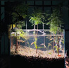 臨雅魚(yú)缸水培植物造景水杉樹(shù)苗一木成景水草水生植物活體水養植物盆栽 水培水杉30-40cm(新手易養/有水就活) 5棵 曬單實(shí)拍圖