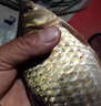 釣魚(yú)王春夏鯽魚(yú)餌料黑坑通殺鯽魚(yú)大板鯽濃腥香釣魚(yú)餌料野釣四季通殺餌料 一包【鯽魚(yú)魔餌】腥香組合 曬單實(shí)拍圖