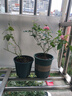 月季花苗四季開(kāi)花大花濃香型灌木月季苗庭院陽(yáng)臺盆栽地栽玫瑰花苗 心上人【微月小花，多季節開(kāi)花】 扦插小苗15-25cm高 1棵 曬單實(shí)拍圖